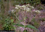 to violet fluffy appearance flowers crowded on upper stem Blue Mistflower (Conoclinium coelestinum) Dry to Wet 1' - 3.