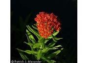 reddish brown not recommended to mix with cool season grasses Butterfly Weed (Asclepias tuberosa) Dry to moist 1' - 3'