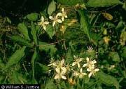 5' March - May reddish brown wooly appearance produces separate fertile & sterile fronds Clematis (Clematis virginiana)