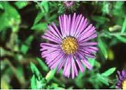 Herbaceous Plants & Grasses Conditions Light Plant Size Flower Notes Fox