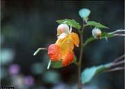 Jewelweed (Impatiens capensis) Moist to Wet 3' - 5' July - Oct to orange