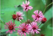 Herbaceous Plants & Grasses Conditions Light Plant Size Flower Notes New York Ironweed (Vernonia noveboracesis) Moist to Wet 3.