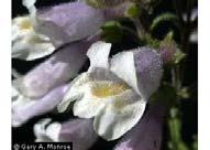 July pink to purple trumpet shape flower with lips Pitcher Plant (Sarracenia purpurea) Wet 0.