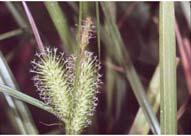 5' July - Nov thrives in coastal regions Sensitive Fern (Onoclea sensibilis) Moist