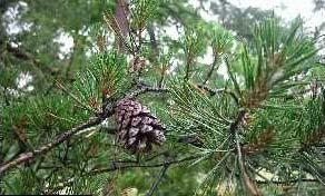 August - Oct light brown cone Pitch Pine (Pinus rigida) Dry to Wet