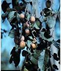 (Diospyros virginiana) Dry to Wet 30' - 60' 20' - 30' small Sept - Nov ish to