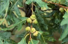 Oct -green acorn -orange Northern Red Oak (Quercus rubra) Dry to
