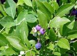 Blueberry (Vaccinium angustifolium) Dry to Moist 1' - 2' 1' - 2' July - Aug