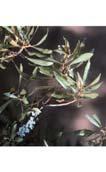 April small -green Sept - April waxy bluish berry bronze Silky