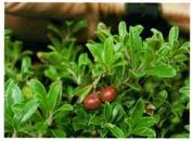 capsules -orange to purple Sweet Pepperbush (Clethra ainifolia)