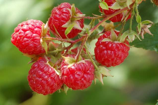 Pro s and Con s of Brambles One of the easiest crops to grow Summer temps too hot for high quality raspberries Raspberries require