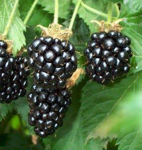 Bramble Cultivars Summer-bearing raspberries - Jewel, Latham Fall-bearing raspberries - Heritage, Caroline