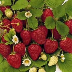 Strawberry Cultivars Types- June bearing, everbearing, day-neutral Early -