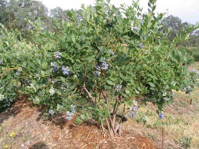 Pro s and Con s of Blueberries Not as perishable as