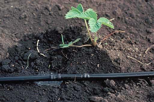Irrigation & Mulching All fruit plants require irrigation during the