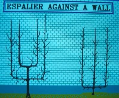This Training System, Called Espalier, Was Used To