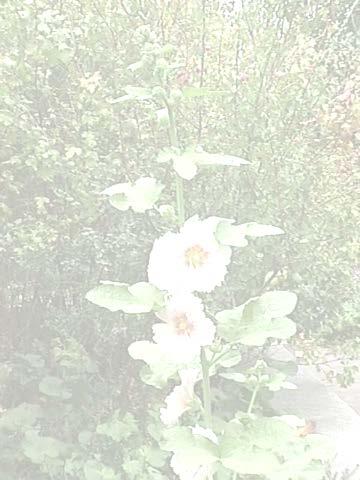 Hollyhock Alcea rosea Height: 24-108 inches Bloom Season: June-August Flower Color(s): White,