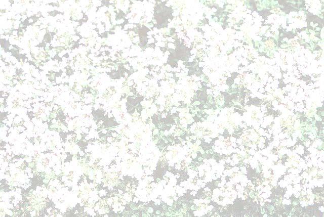 Thyme Thymus serpyllum Height: 3-6 inches Bloom Season: June-July Flower