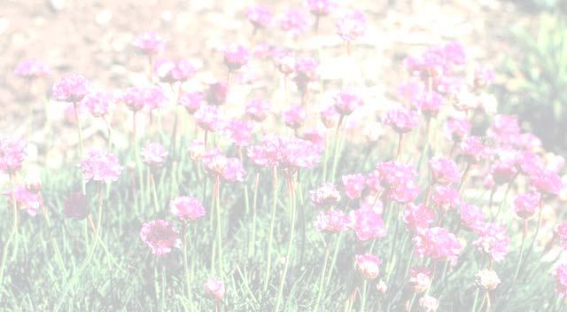 Sea Pink Armeria maritima Flower Color(s): Pink or white