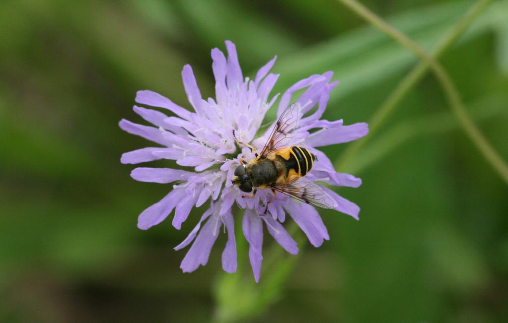 Find out more The Action Plan for Pollinators in Wales http://gov.wales/topics/environmentcountryside/consmanagement/ conservationbiodiversity/action-plan-for-pollinators/?