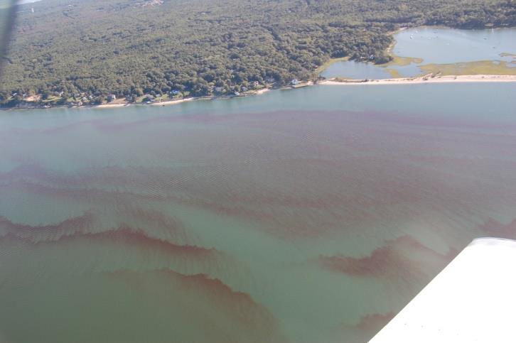 (Phytoplankton and marsh grasses) Most common Harmful Algal Bloom (HAB) brown tide, rust tide and red tides