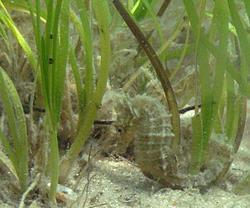 Over 80% decline since 1930s Notable Species- shellfish, such as bay scallops and