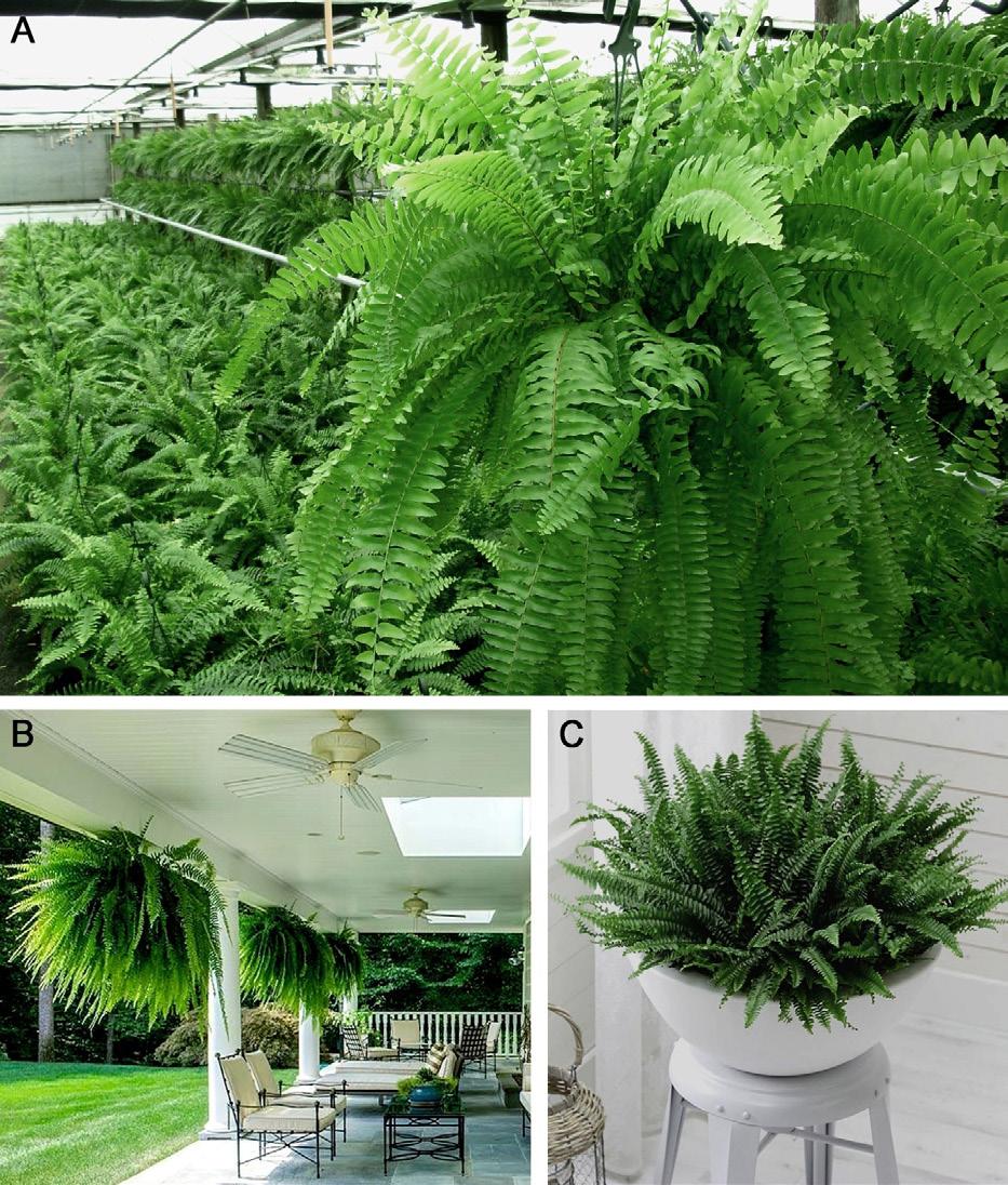 ENH1286 Cultural Guidelines for Commercial Production of Boston Fern (Nephrolepsis exaltata Bostoniensis ) 1 Bill Schall, Heqiang Huo, and Jianjun Chen 2 Introduction Nephrolepis exaltata (L.