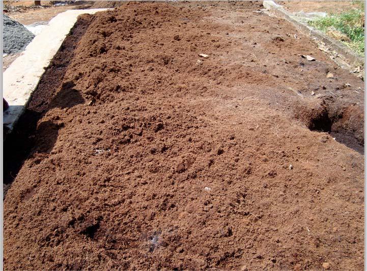 Growth Medium Generally used in India is Coir Pith Since coir pith is not available in Guatemala, it was decided to use Peat Moss Root Trainer container filled tightly with
