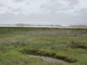 tidal marsh restored 90:10 tidal marsh: