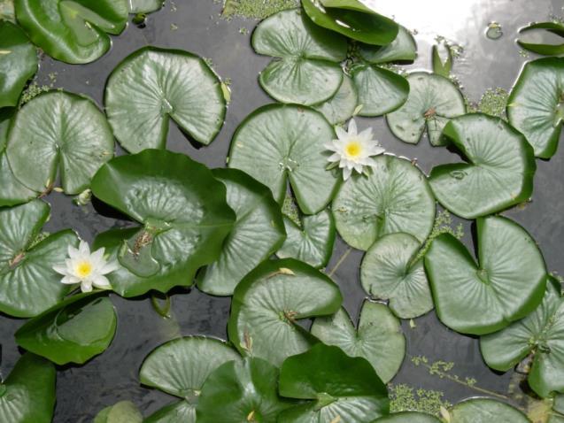 Aquatic Plant Benefits Support wide range of invertebrates Provide food and shelter for fish Offer food, shelter, and