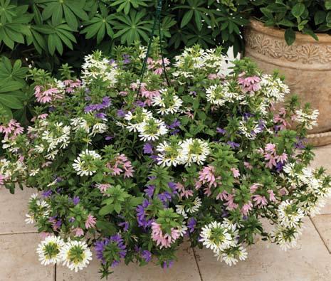 A bark-based medium will be more porous, allowing better drainage, especially when associates inexperienced in plant care are watering the baskets.