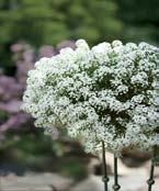 Lobularia (Carpet Flower) Height: 10-15 Mounds to Vigorous and fragrant (smells like sweet