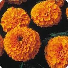Marigold, African (Chrysanthemum Flowered Marigold) Height: 14-20 Taller and more upright than French