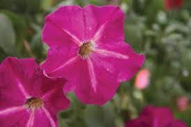 Petchoa Height: 10-18 A mix between petunia and calibrachoa (million bells), produces an abundance of flowers, similar in size to