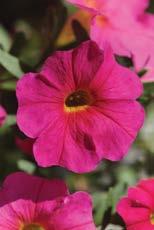 to Petunia, Grandiflora Height: 12-15 Produces large flowers, single or ruffly doubles. Best planted in flower beds.