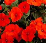 Sunpatiens Height: 24-36 or trailing, depending upon variety to Flowers resemble new guinea impatiens, but unlike those, these plants can thrive in full sun.