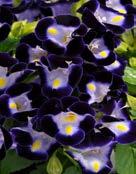 Sweet Potato Vine (See Ipomoea) Torenia (Wishbone Flower, Clown Flower) Height: 6-12 or trailing, depending upon variety to The flower shape resembles that of a
