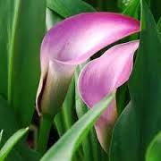 Calla Lily (Arum Lily, Trumpet Lily, Pig Lily) Height: 12-36 to Although not considered to