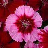 Dianthus Height: 6-20 These cheery, fragrant annuals add a great dose of color to flower beds and containers.