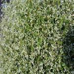 Dusty Miller Height: 10 to Bushy, uniform plants have finely cut, silvery white, velvety leaves.