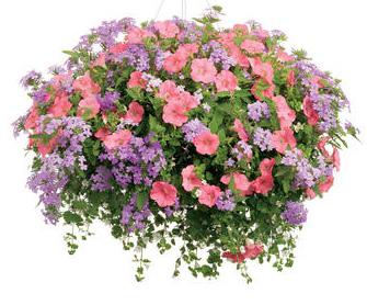 It carries masses of vividly colored blossoms above tidy foliage. Full sun.