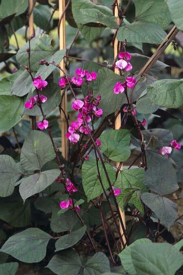 Hyacinth Bean Dolichos lablab Vine Bloom Time: Summer - Fall Average Size: climbs 8-10 or more!