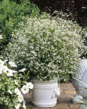Euphorbia Diamond Frost Bloom Time: Spring - Fall Average