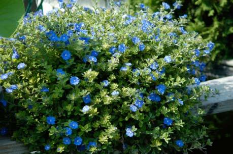 Evovulus Blue Daze Bloom Time: Spring - Fall