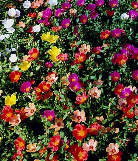 Purslane Mixed Varieties Bloom Time: Spring - Fall Average