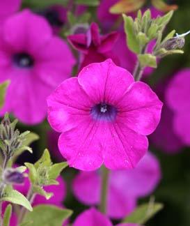covered in petite magenta flowers all summer May self seed or