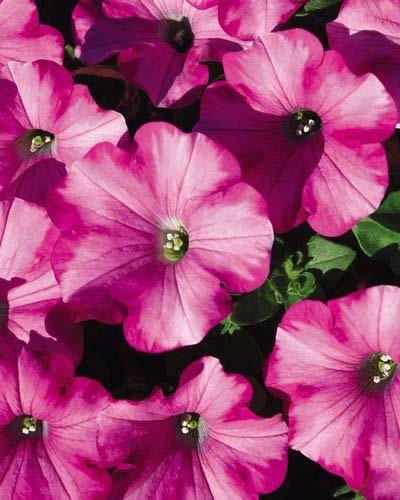 Petunia Raspberry Splash Bloom Time: Spring - Fall Average Size: 8-12 tall x 18-2 wide Cascading,