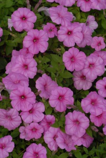 Supertunia Cotton Candy Bloom Time: Spring - Fall Average Size: 8-12 tall x 18-2 wide