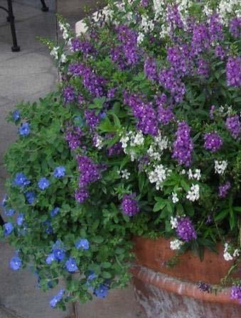 Angelonia Angel Face Bloom Time: Spring - Fall