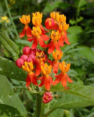 Red Butterflyweed